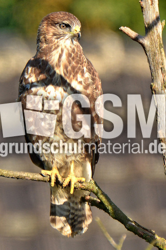 Mäusebussard (1).jpg